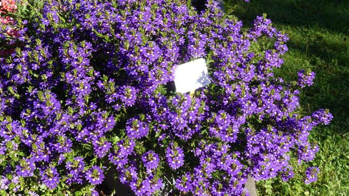 Scaevola aemula ‘?Purple Haze’. A l’Astredhor AURA - Ratho, à Brindas (69).